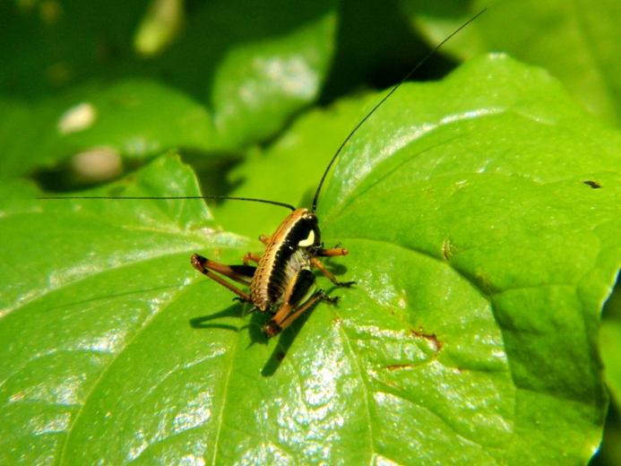 Neanide di Tettigoniidae (trib pholidopterini)